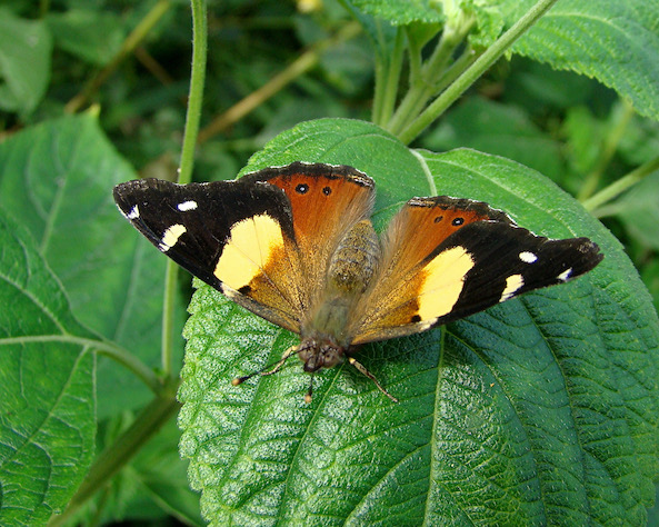 yellow admiral